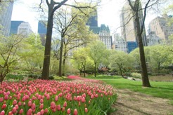 Central Park