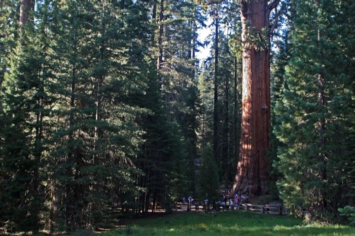 sequoia & kings national park